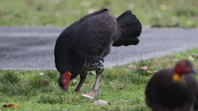 Australian Brushturkey - ML608628761