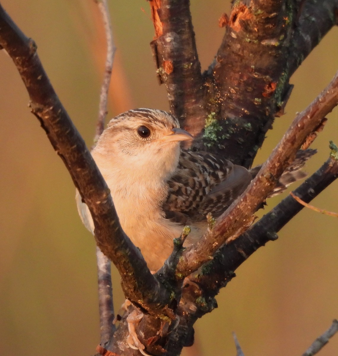 Sedge Wren - Paul McKenzie