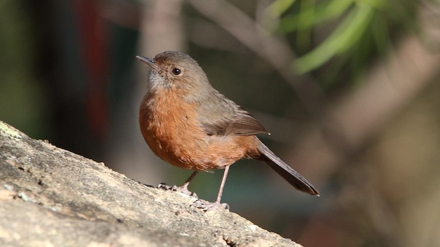 Rockwarbler - ML608628807