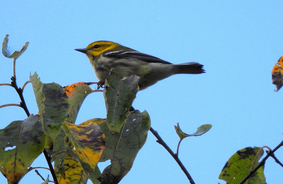 Black-throated Green Warbler - Paul McKenzie