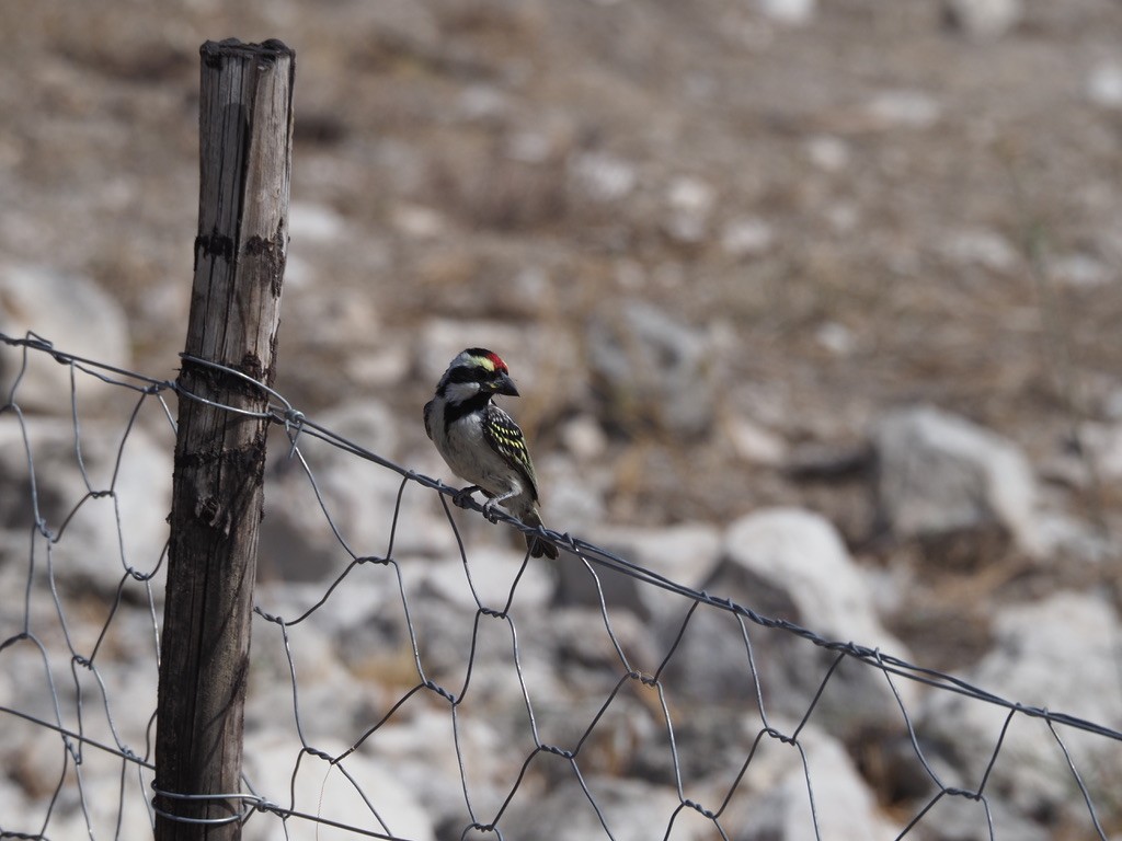 Pied Barbet - ML608628878