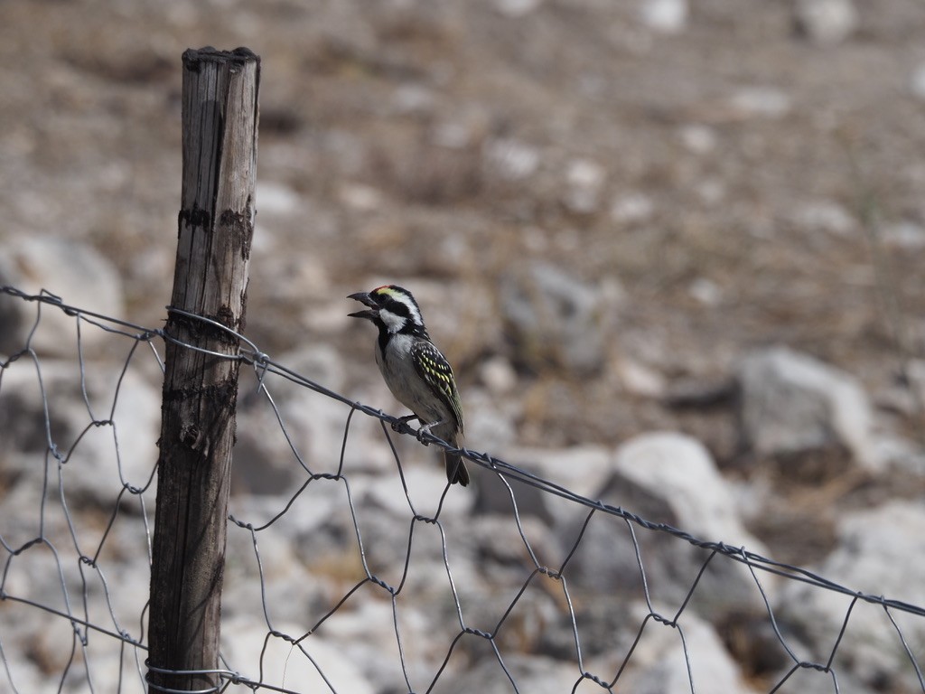 Pied Barbet - ML608628901