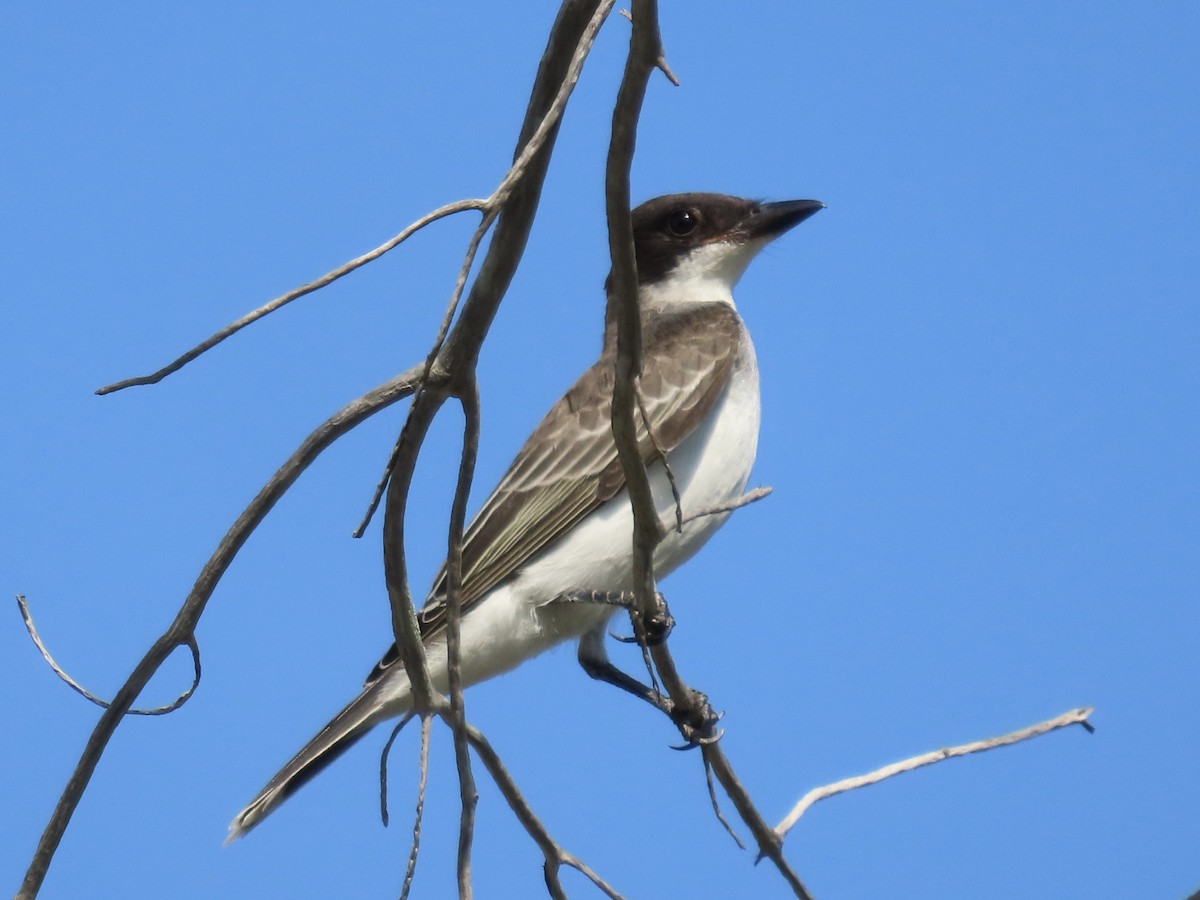 Eastern Kingbird - ML608628941