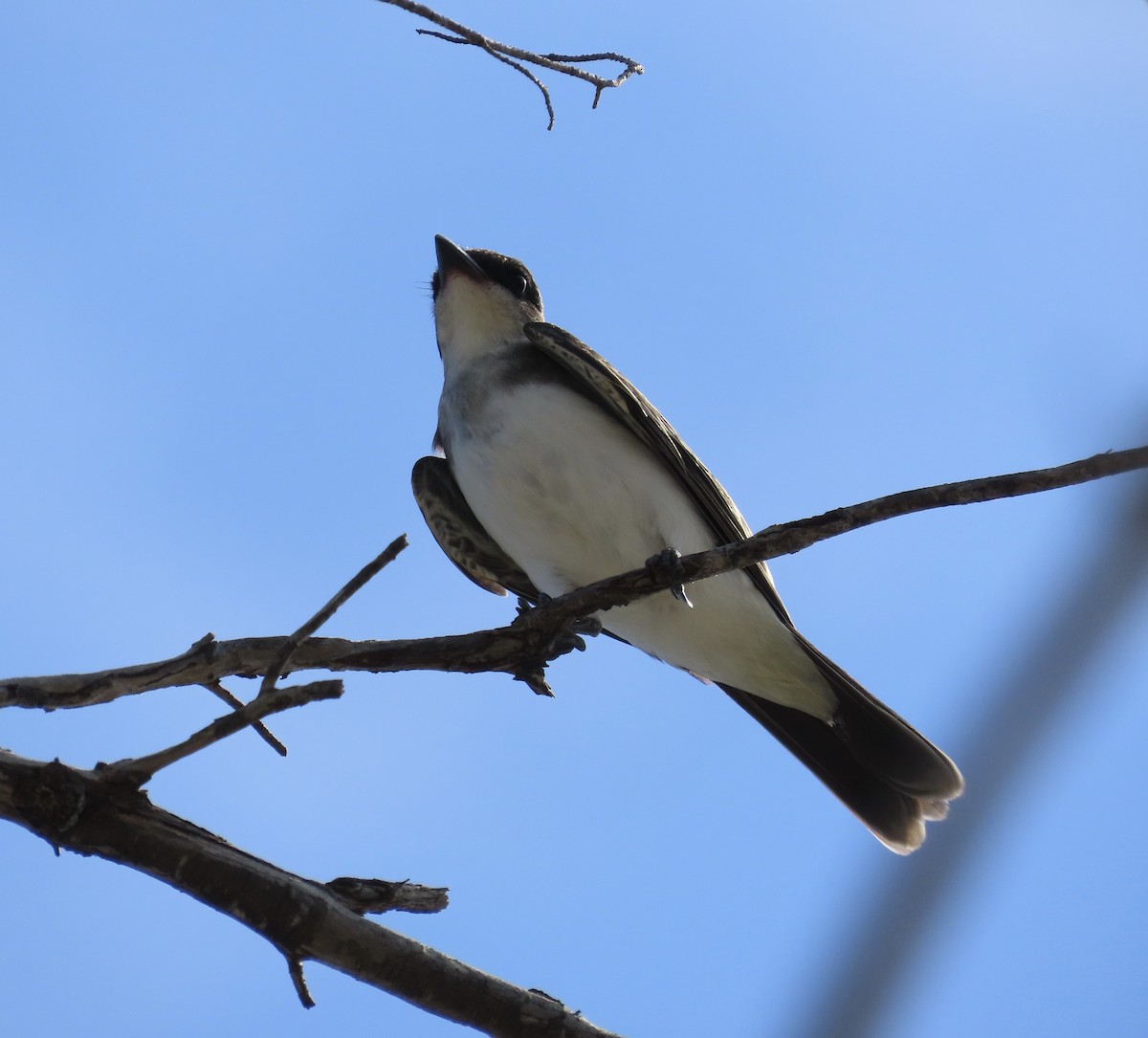 Eastern Kingbird - ML608628942