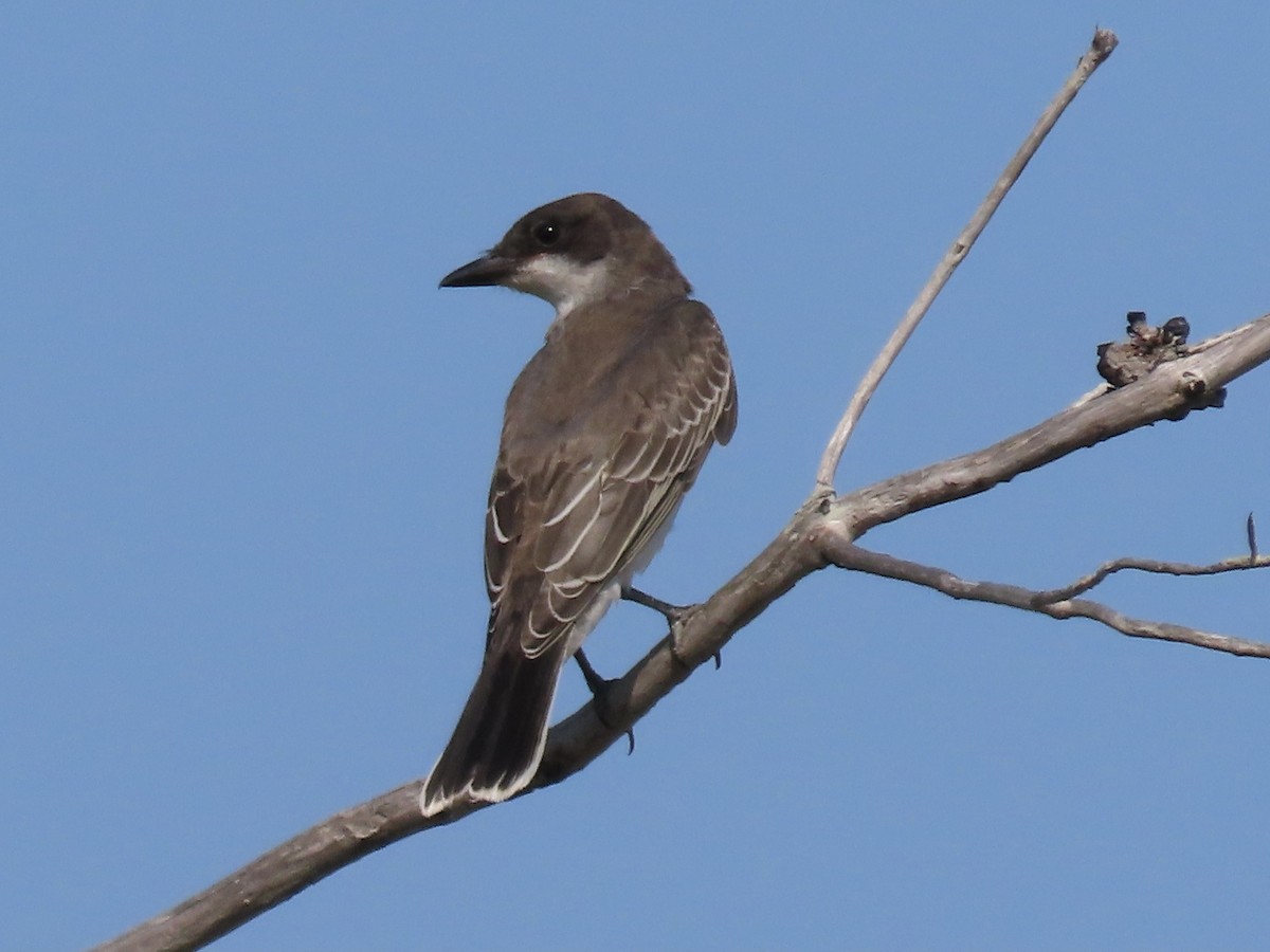 Eastern Kingbird - ML608628943