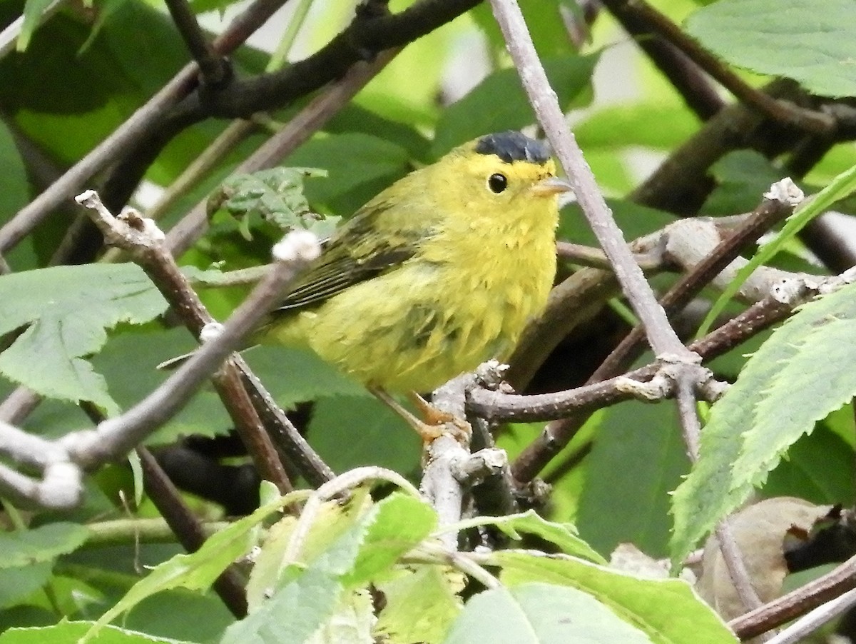 Wilson's Warbler - ML608628955