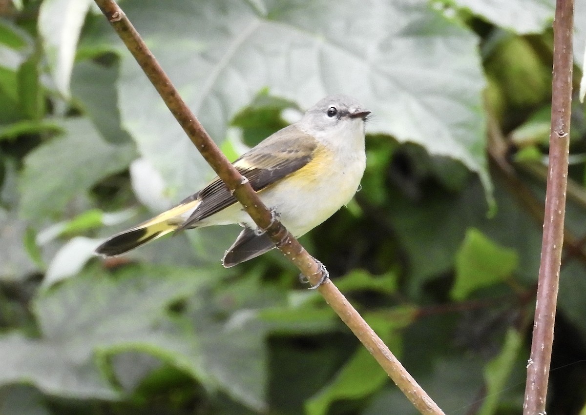 American Redstart - ML608628970