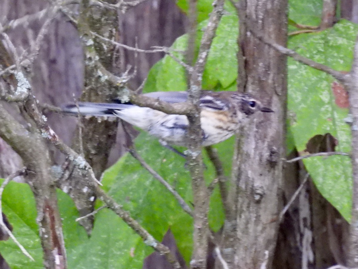 Yellow-rumped Warbler - ML608629113