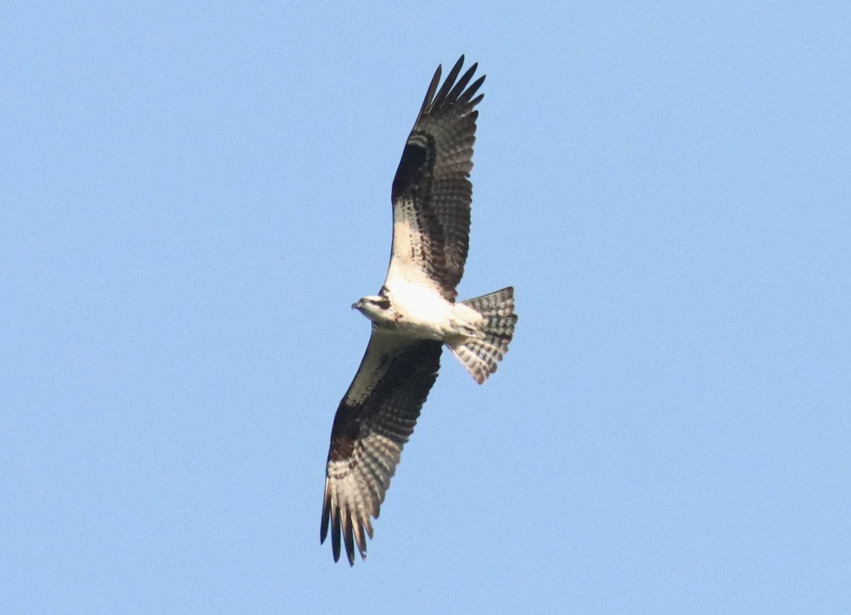 Osprey - ML608629123