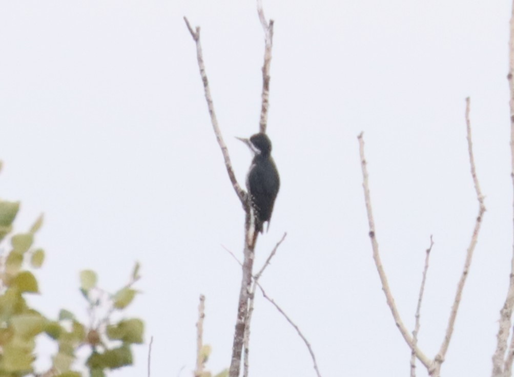 Black-backed Woodpecker - ML608629132