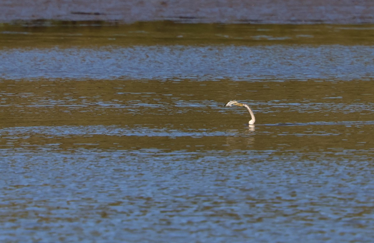 Australasian Darter - ML608629164