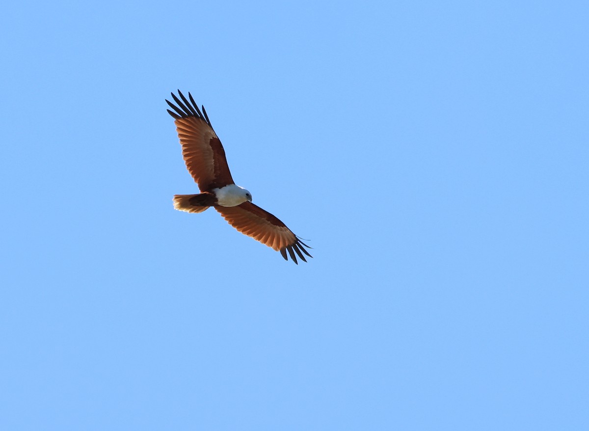 Brahminy Kite - Andy Gee