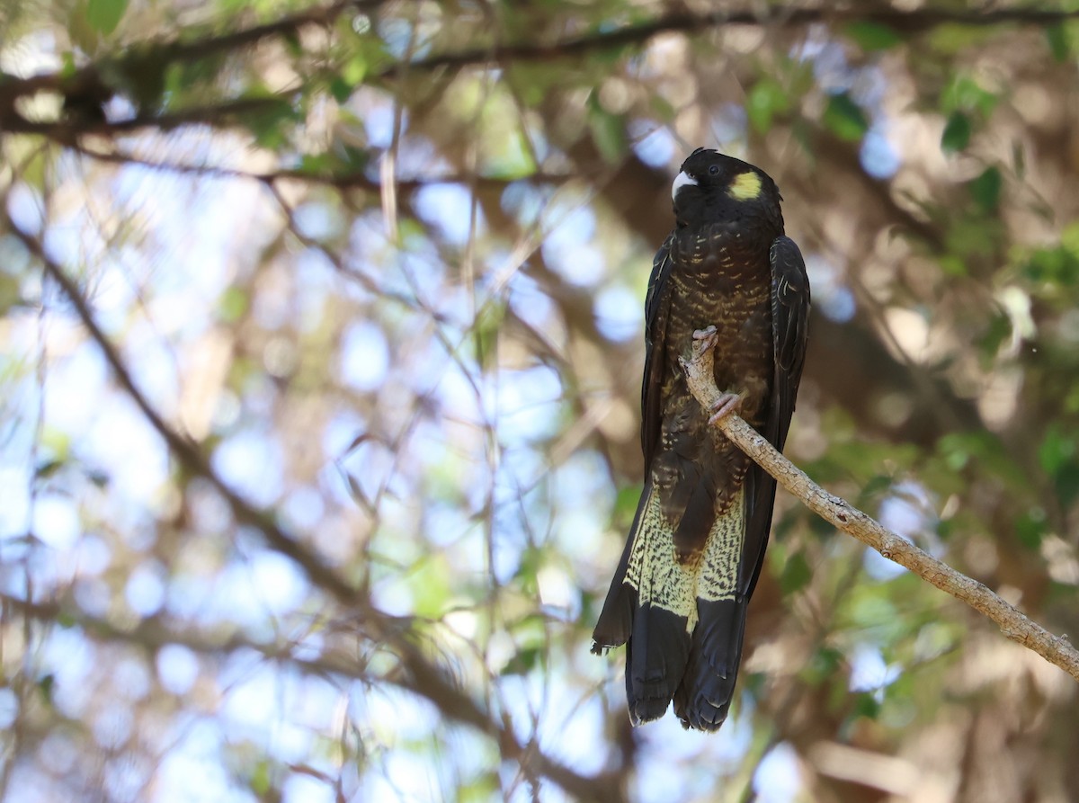 Yellow-tailed Black-Cockatoo - ML608629172