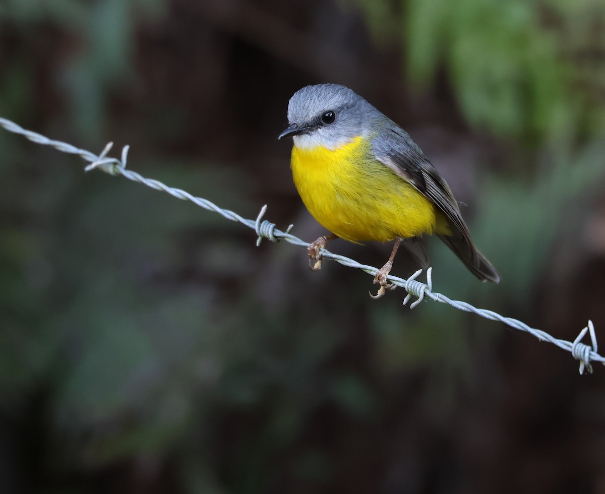 Eastern Yellow Robin - ML608629180