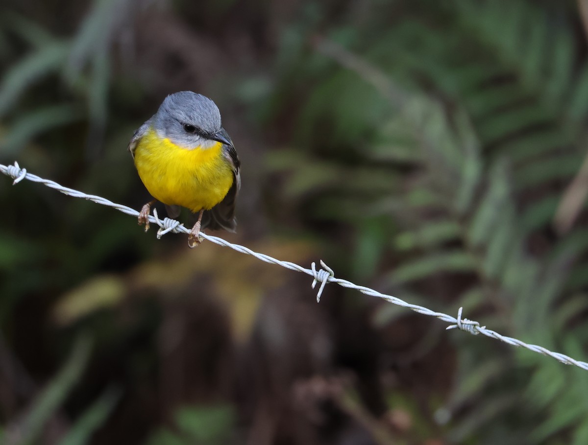 Eastern Yellow Robin - Andy Gee
