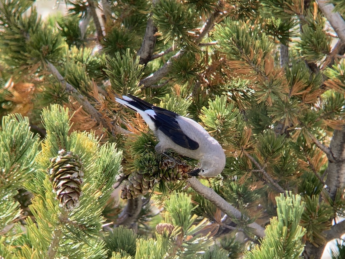 Clark's Nutcracker - Matt Brady