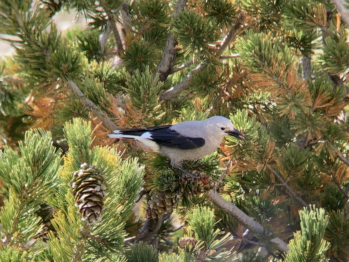 Clark's Nutcracker - ML608629251