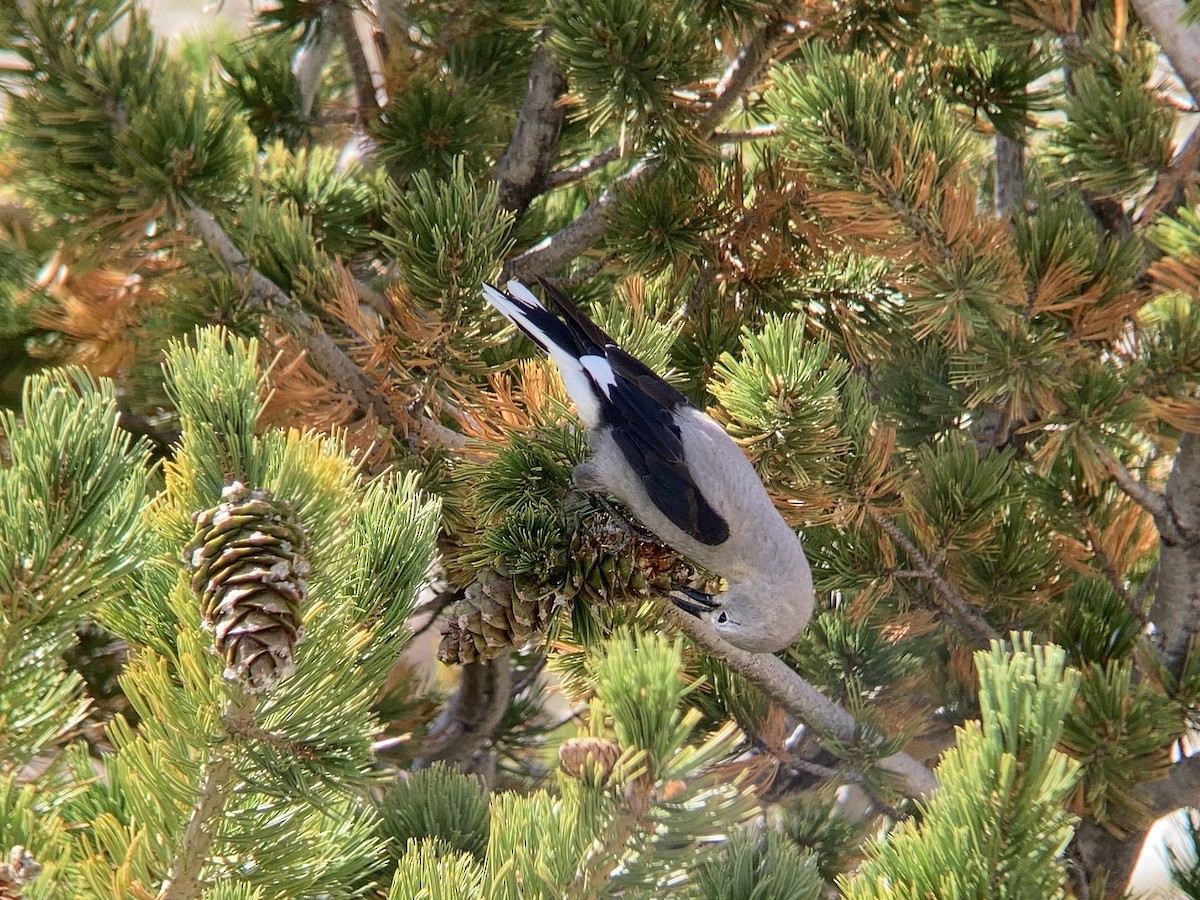 Clark's Nutcracker - ML608629252