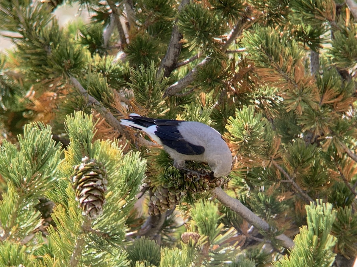 Clark's Nutcracker - ML608629254