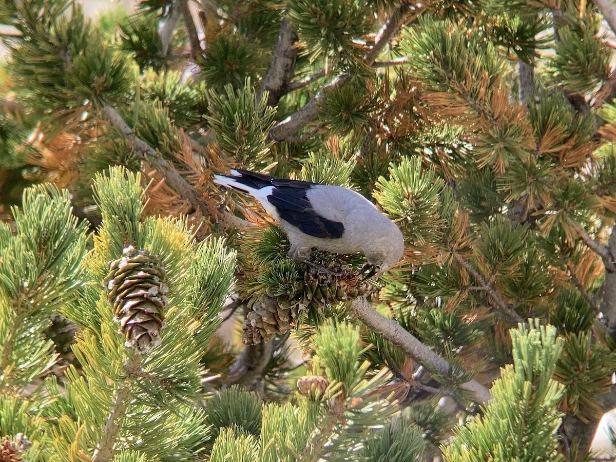 Clark's Nutcracker - ML608629255