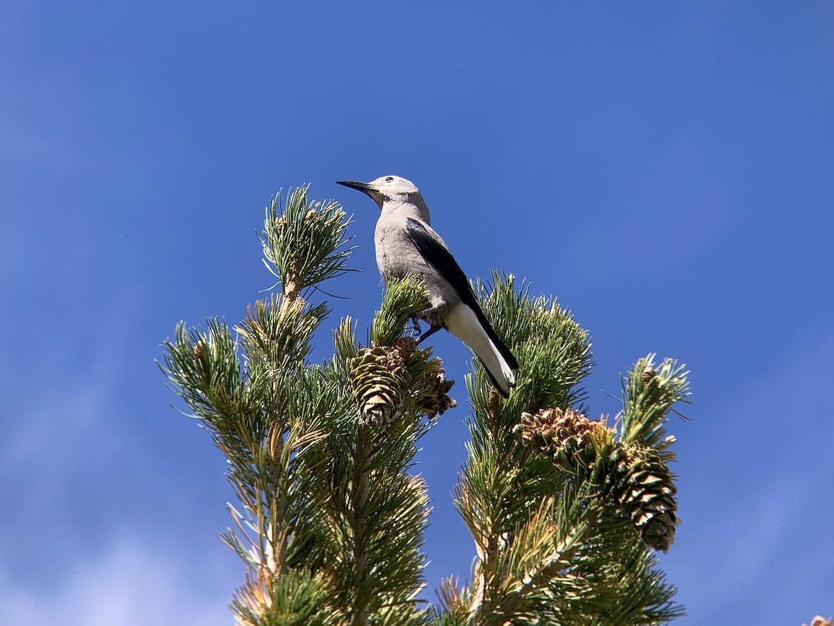 Clark's Nutcracker - ML608629269