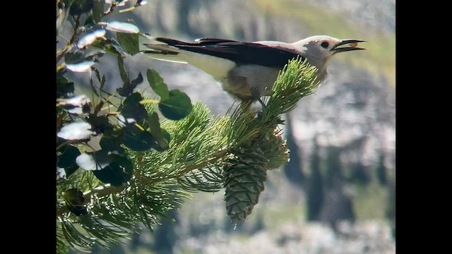 Clark's Nutcracker - ML608629270