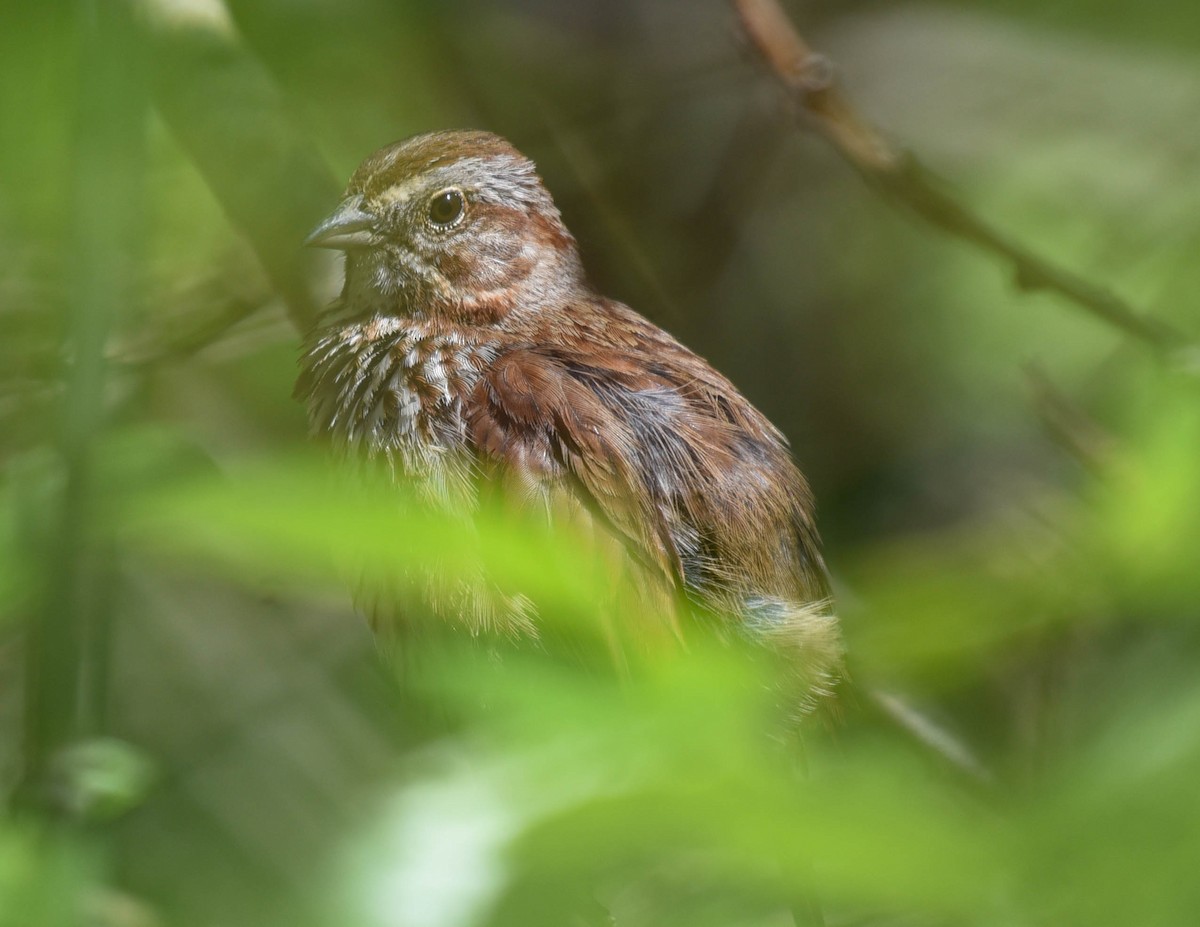 Song Sparrow - virginia rayburn