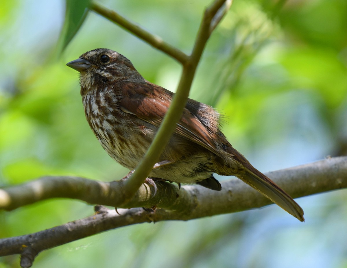 Song Sparrow - virginia rayburn