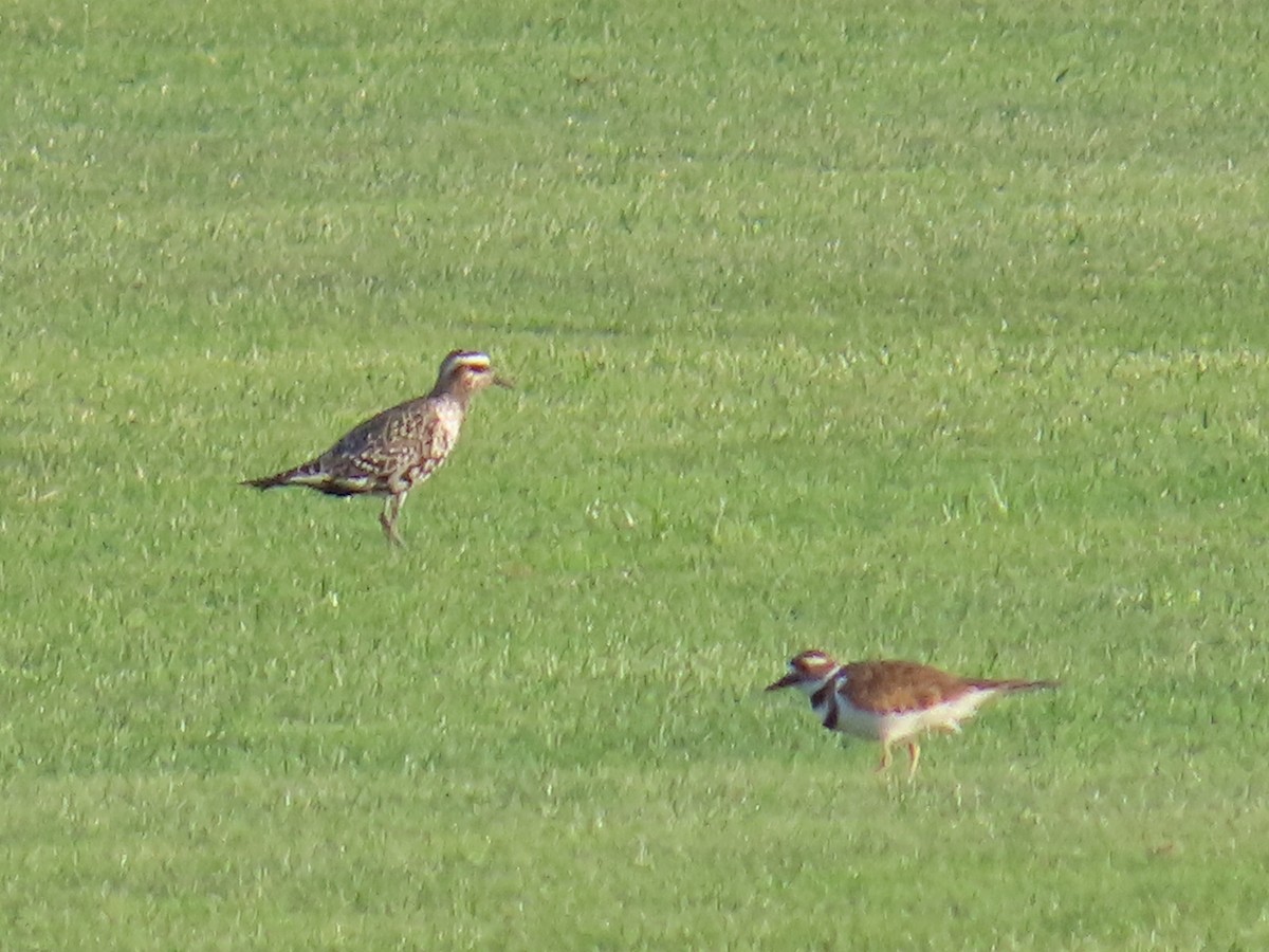 American Golden-Plover - Angela Romanczuk