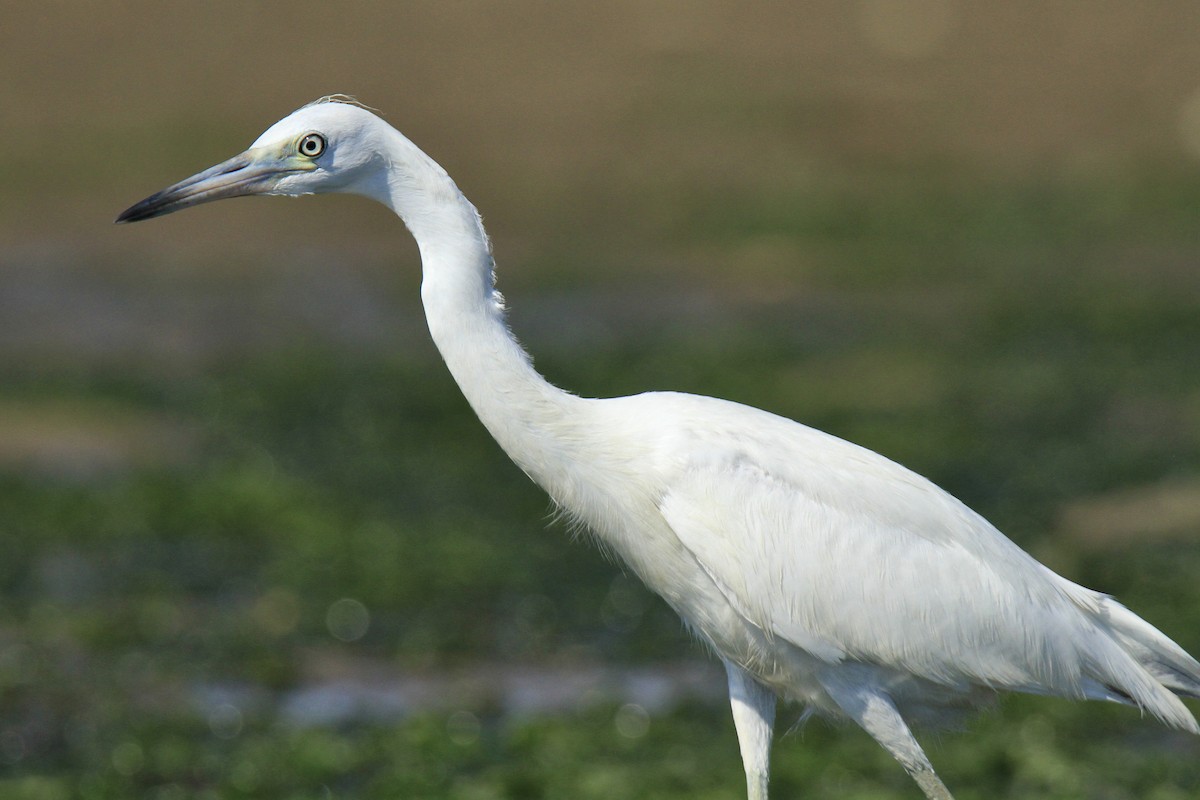 Little Blue Heron - ML608629500