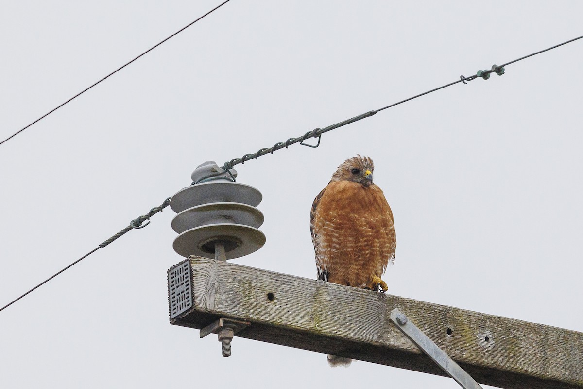 Red-shouldered Hawk - ML608629504