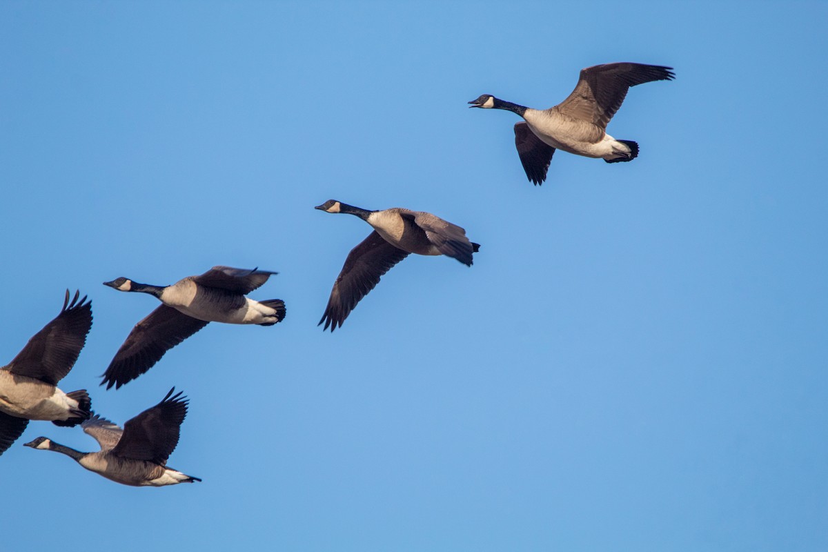 Canada Goose - Nick Patrizio