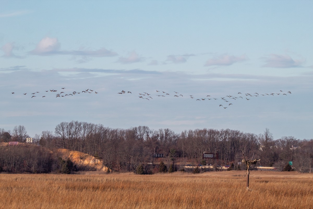 Canada Goose - Nick Patrizio