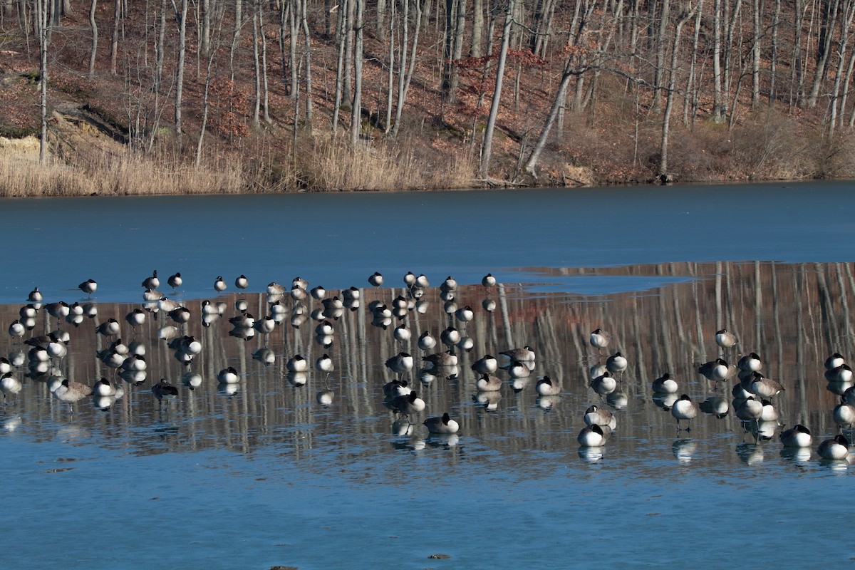 Canada Goose - Nick Patrizio