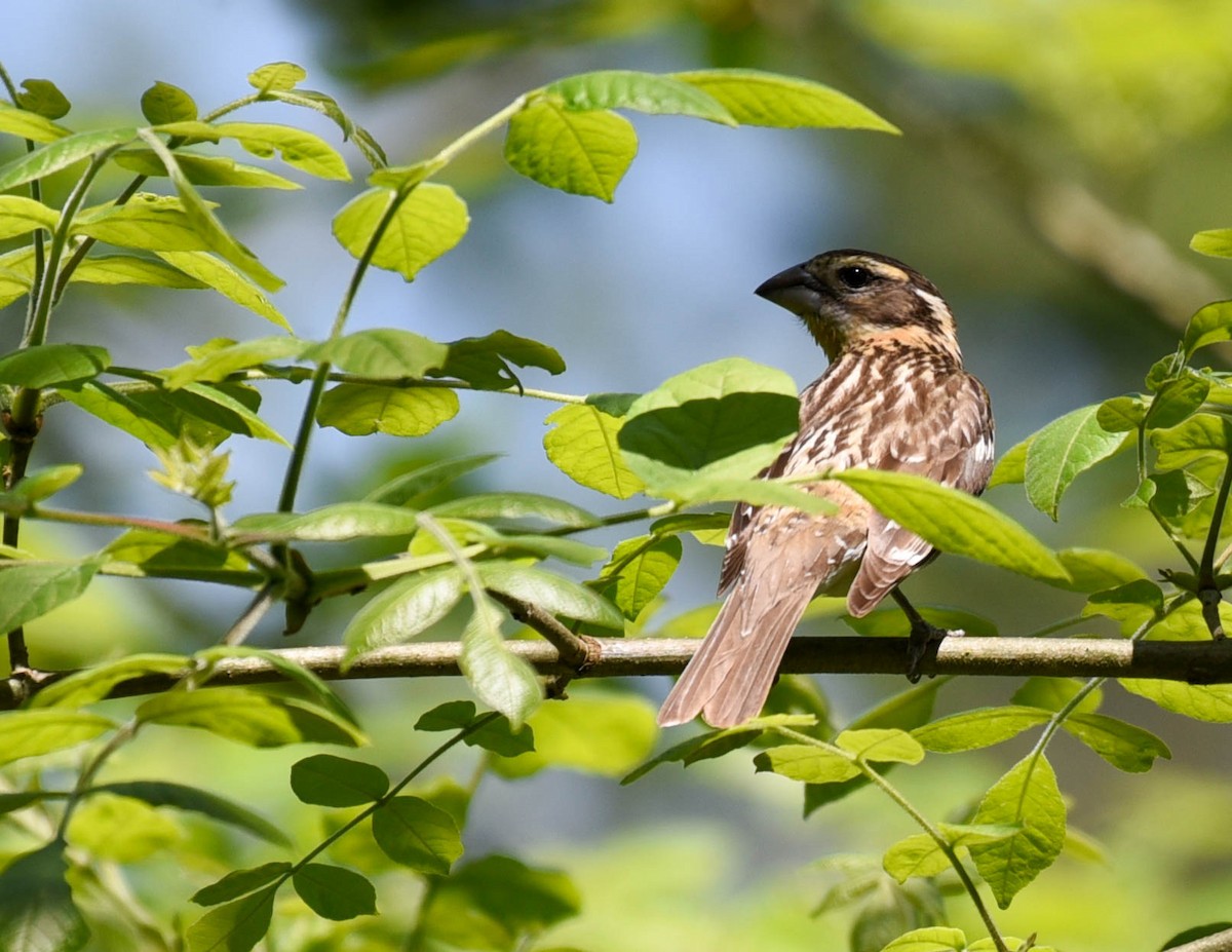 Black-headed Grosbeak - ML608629636