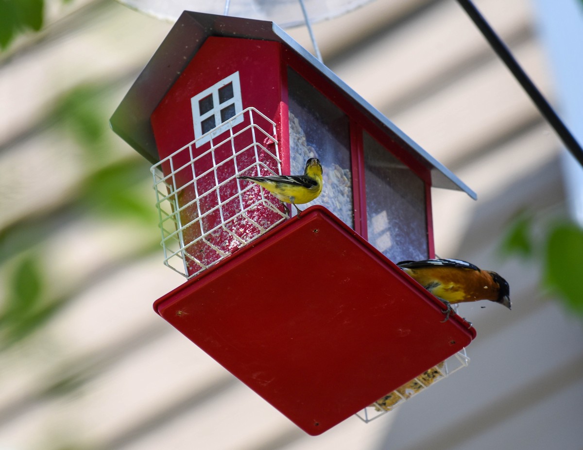 Lesser Goldfinch - virginia rayburn