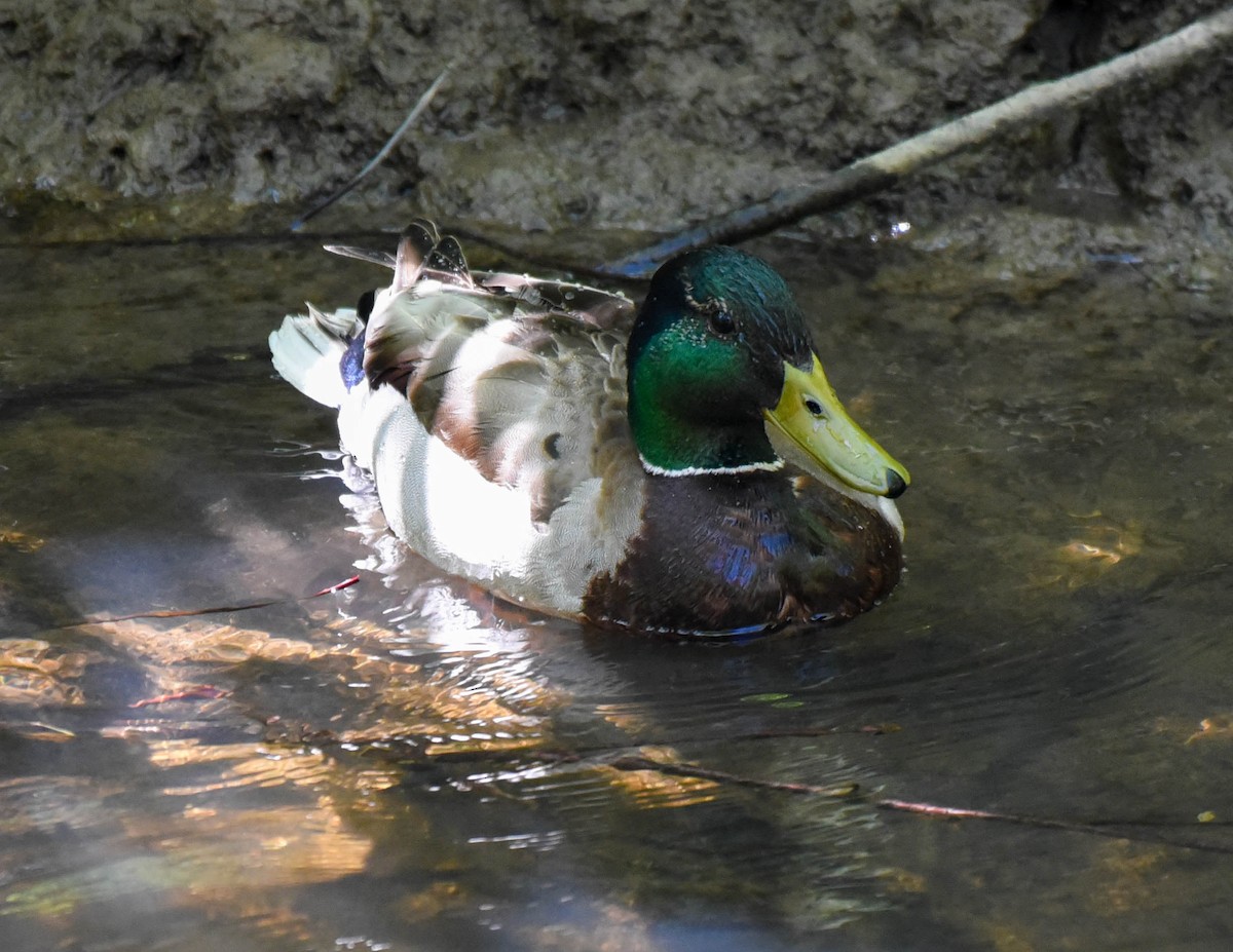 Mallard - virginia rayburn