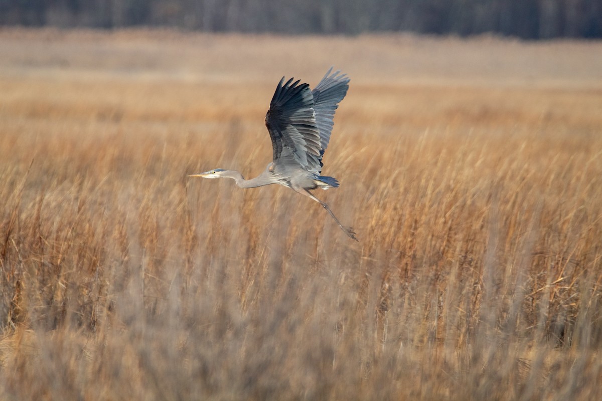 Great Blue Heron - Nick Patrizio