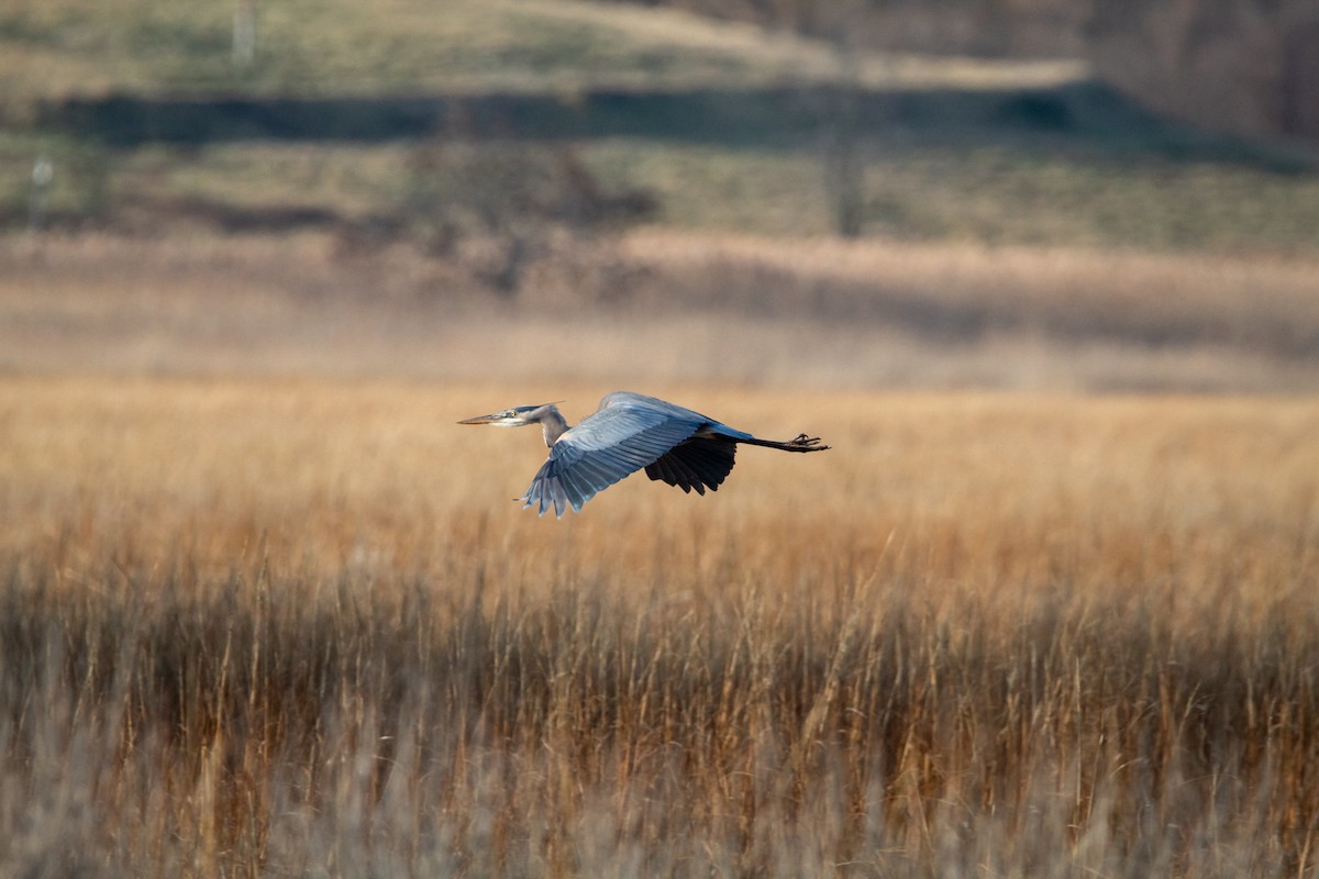 Great Blue Heron - Nick Patrizio