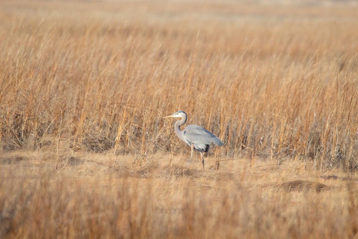 Great Blue Heron - Nick Patrizio