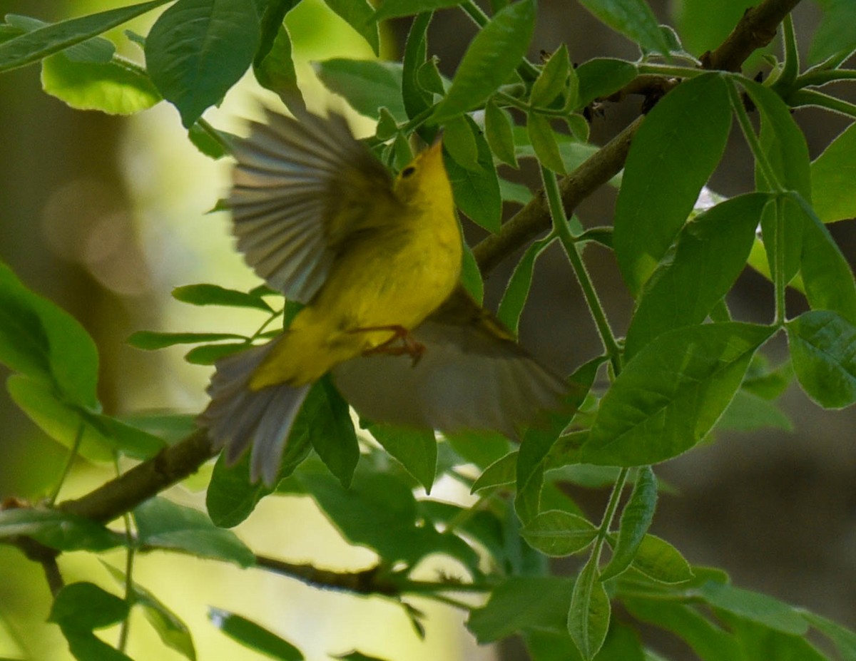 Wilson's Warbler - virginia rayburn