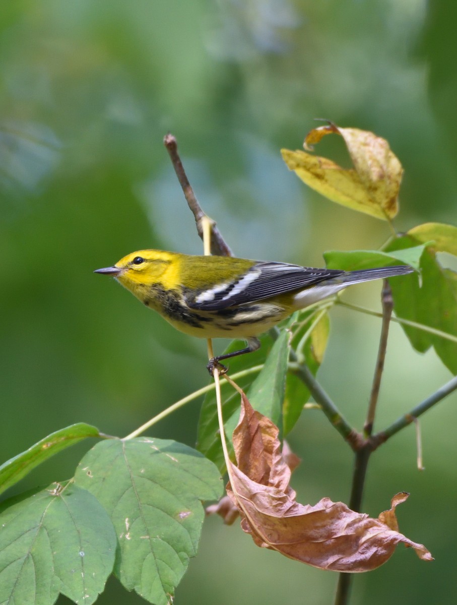 Black-throated Green Warbler - ML608629690