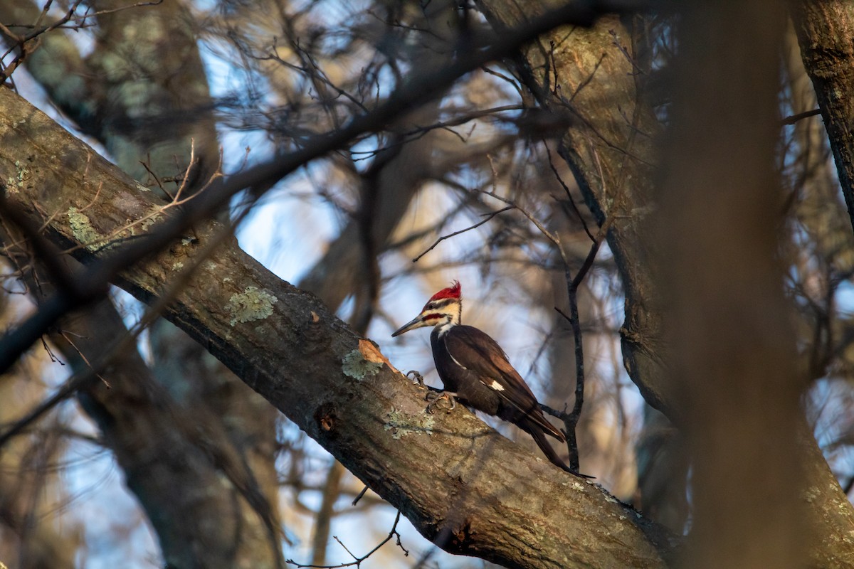 Pileated Woodpecker - Nick Patrizio