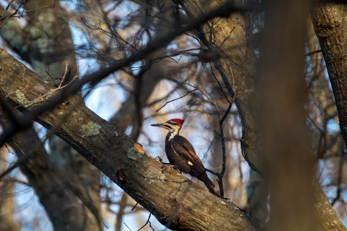 Pileated Woodpecker - Nick Patrizio