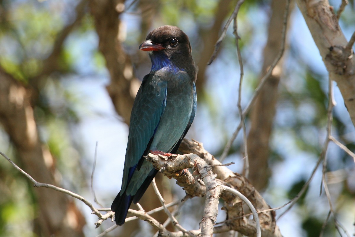 Dollarbird - ML608629750