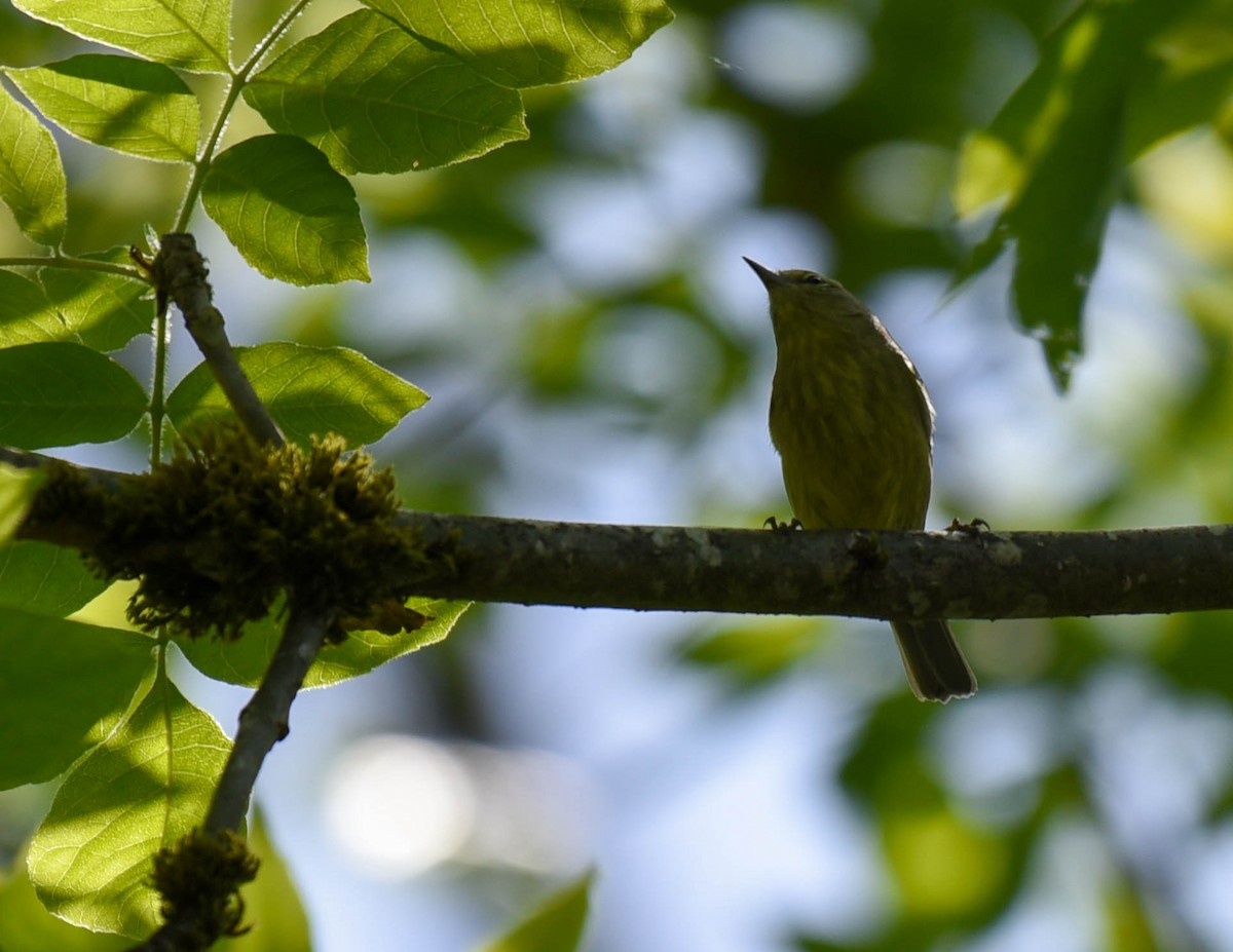 Yellow Warbler - ML608629758