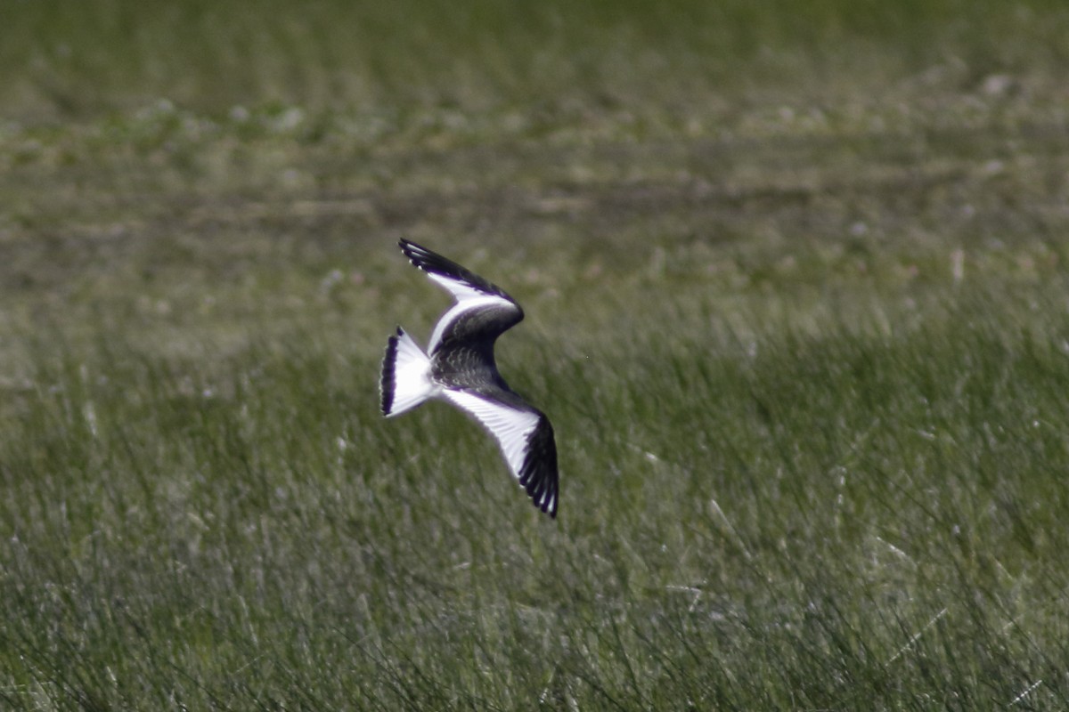 Sabine's Gull - ML608629762