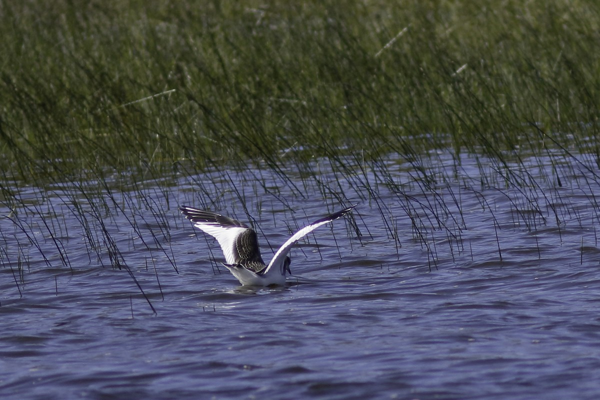 Sabine's Gull - ML608629764