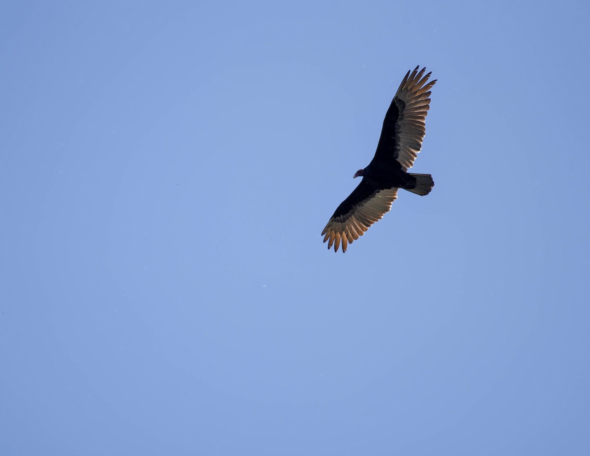 Turkey Vulture - virginia rayburn