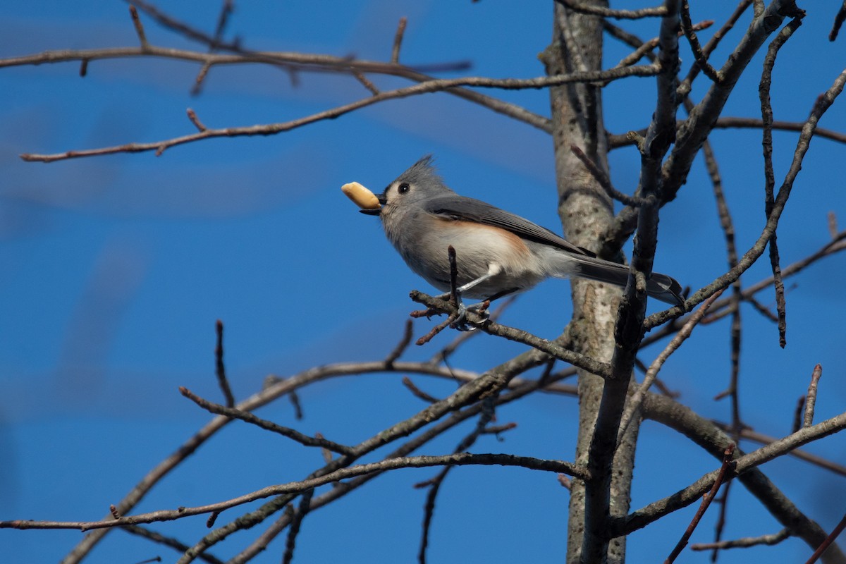 Tufted Titmouse - ML608629798